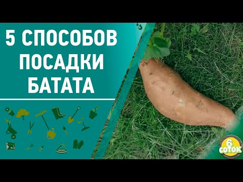 Видео: 5 способов посадки батата. 6 соток 31.05.2021