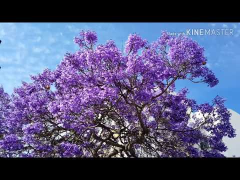 Видео: Жакаранда мимозолистная. Jacaranda mimosifolia