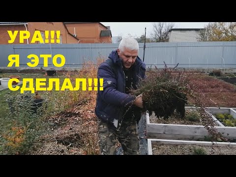 Видео: Клюква МАК ФАРЛИН, новинка в моей коллекции!