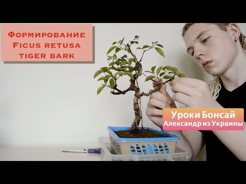 Видео: Бонсай фикус ретуса (Retusa tiger bark). Формирование фикуса Ретуса в стиле Мойоги (Moyogi)