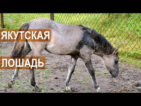 Видео: Якутские лошади на ферме в п.Висим. Содержание и разведение лошадей