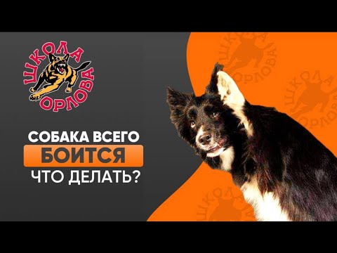 Видео: Взрослая собака всего боится и проявляет агрессию, что делать?