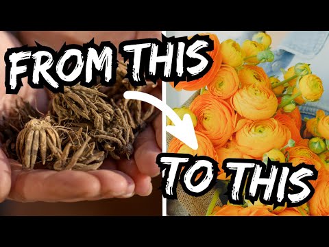 Видео: 🌷 ДЕЛАЮ ЭТО СЕЙЧАС! Предварительная проращивание ранункулюсов для цветения ранней весной!