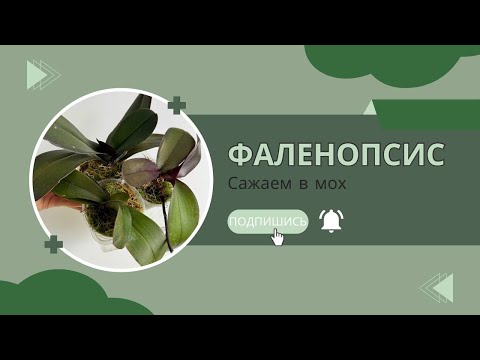 Видео: Фаленопсис: сажаю в мох и рассказываю о неудачах с орхидеей