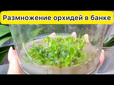 Видео: Простое РАЗМНОЖЕНИЕ орхидей в банке // Орхидеи из семян Фласка