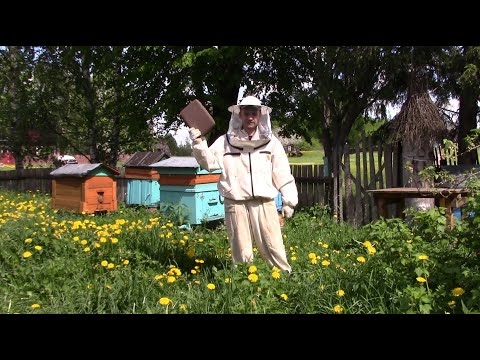 Видео: Пчеловодство с нуля. Часть вторая.