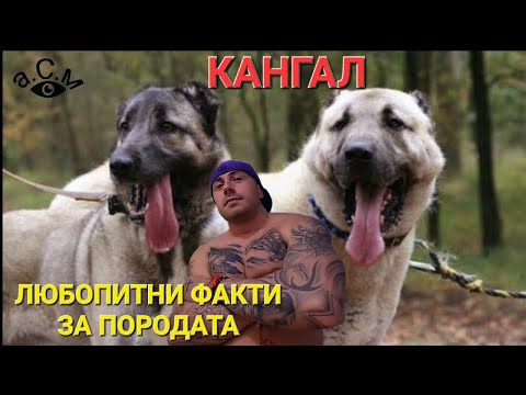Видео: КАНГАЛ - ЛЮБОПИТНИ ФАКТИ ЗА ПОРОДАТА  а.С.м