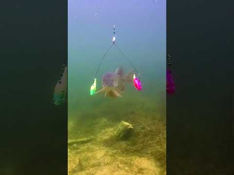 Видео: Moto Nemo vs pike. #shorts #fishing #new #рыбалка