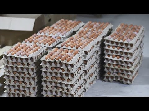 Видео: Программа "В путь! Без границ". Птицефабрика. Село Дзержинское - 01/12/22