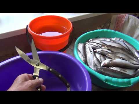 Видео: САБЛЯ в масле 2