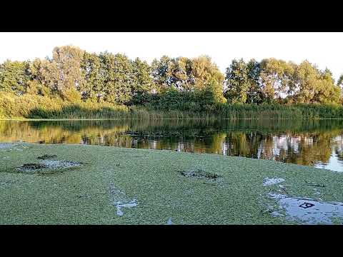 Видео: Табак. Вершкование. Мой взгляд.