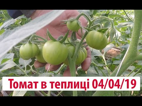 Видео: Вирощування томатів в теплиці станом на 04.04.19