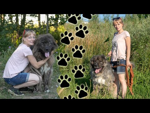 Видео: Кавказские овчарки в дар: Мурмур и Джейхейрис. Самые добрые  кавказюки для самых добрых людей.