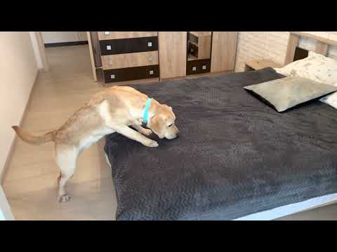 Видео: Сколько вкусняшек за 5 минут найдут Дени и Мэни ?🙈 Мэни напал на Дени 😂