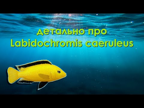 Видео: детально про Labidochromis caeruleus