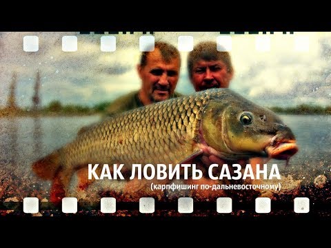 Видео: где и как ловить сазана на реке Амур (карпфишинг по-дальневосточному)