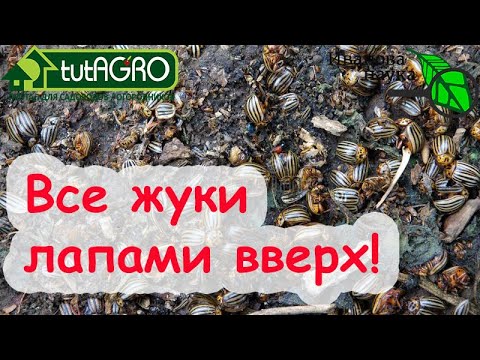 Видео: Ни колорадских ЖУКОВ, ни БЛОШКИ, ни СОВКИ, ни ТРИПСА, ни КЛЕЩА! Сила ТУРА в каждой капле!