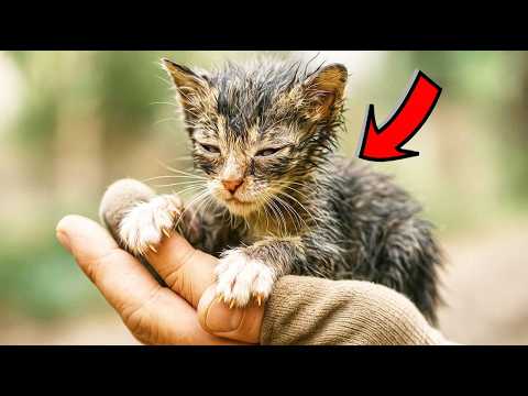 Видео: Умирающий котёнок вцепился в руку спасателя... То, что произошло дальше — ЧУДО!