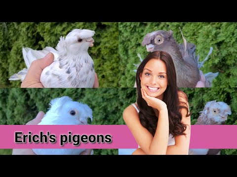 Видео: Erich's pigeons. голуби Эриха. Узбекские двухчубые голуби. Капкан. Челкарь. Белые. Tauben. Pigeons