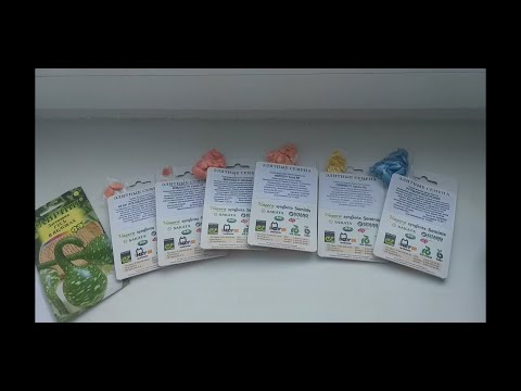 Видео: Подвои для арбуза, дыни и огурцов. На что прививать?