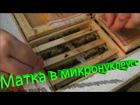 Видео: Профессор Кашковский про матку в микронуклеусе