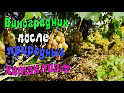 Видео: Обзор винограда в открытом грунте .