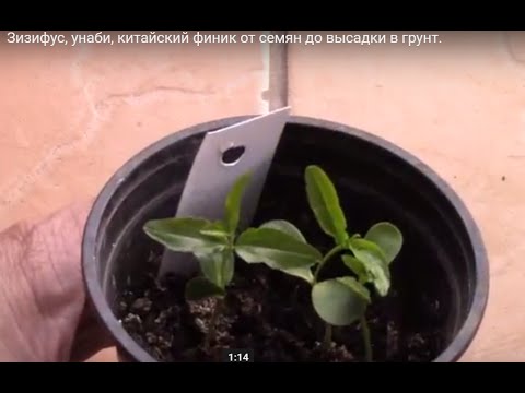 Видео: Зизифус, унаби, китайский финик от семян до высадки в грунт.