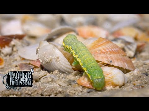 Видео: Приморские косы. Тайные механизмы природы