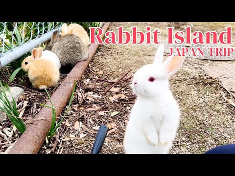 Видео: [Остров кроликов, ЯПОНИЯ Милые кролики в раю🐰 Остров 600 диких кроликов🐇 | Окуносима Rabbit Island