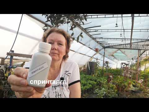 Видео: Как быстро нарастить мощные корни у растений