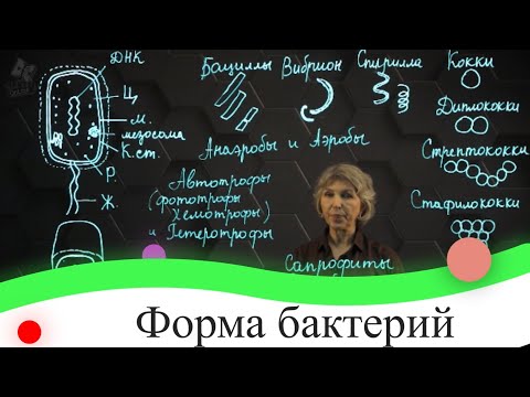 Видео: Форма бактерий. 7 класс.