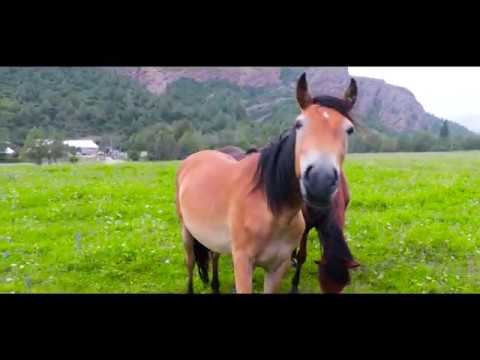 Видео: Падыша-Ата Эргеш Омурзаков эс алуу жайы.