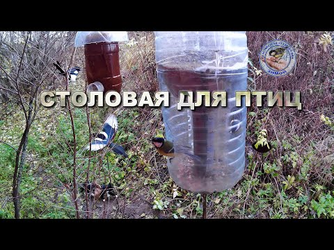 Видео: Кормушка для птиц 31 октября 2025 года (06)