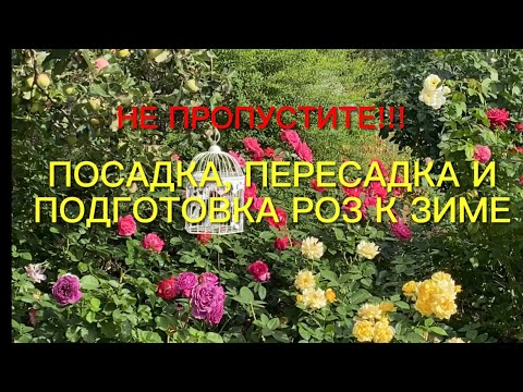 Видео: Розы. Важно!!! Не пропустите!!!Посадка, пересадка и подготовка роз к зиме. Отвечаю на Ваши вопросы.