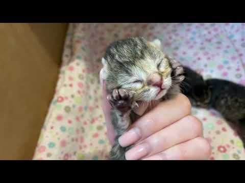 Видео: Переселение котят) Мишель недовольна)