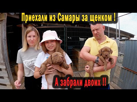 Видео: Первые покупатели на щенков приехали из Самары за одним, а уехали с двумя !!! Продажа щенков питбуля