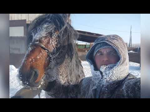 Видео: -36°С Верхом на жеребце.| опасное место для выпаса.