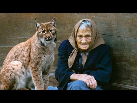 Видео: Все бросили бабушку одну в глуши доживать последние дни. Но пришла дикая кошка и все изменилось