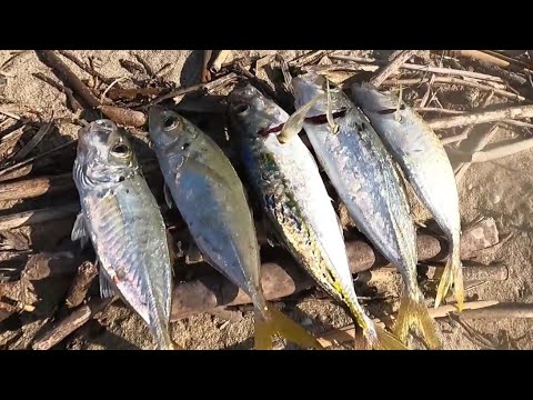 Видео: Риболов в Гърция.Джулая с кокали😀