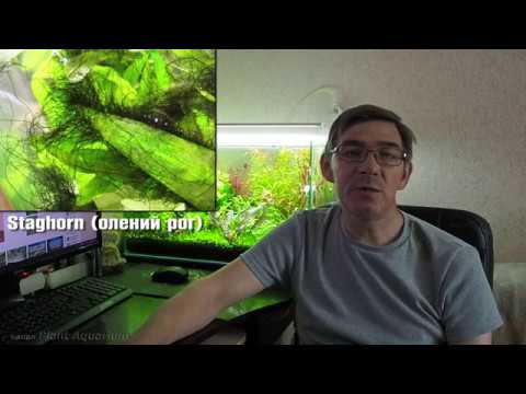 Видео: Профилактика и методы борьбы с водорослями в растительном аквариуме
