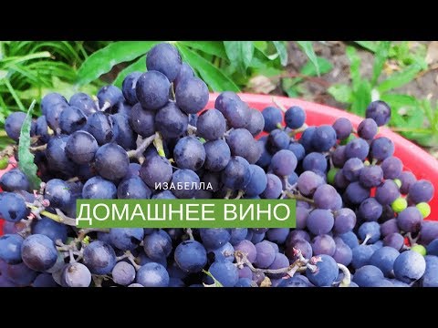 Видео: (18+)КАК ЛЕГКО СДЕЛАТЬ ДОМАШНЕЕ ВИНО ИЗ ВИНОГРАДА ИЗАБЕЛЛА