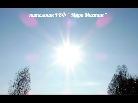 Видео: Как ПЕРЕЖИТЬ потерю питомца ? Чем смягчить БОЛЬ утраты любимца  ? / Они всегда ЖИВЫ в наших сердцах