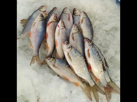 Видео: Зимняя рыбалка на Рефтинском 21 февраля