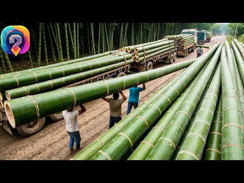 Видео: Как ВЫРУБАЮТ 11 000 бамбуков в минуту!  За кулисами индустрии стоимостью 67 миллиардов долларов!