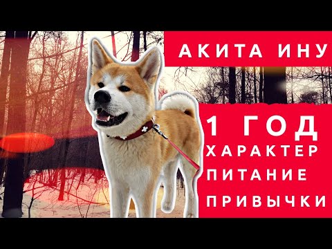 Видео: Стал Агрессивным?! Акита Ину ОДИН год.Чем кормим, характер, привычки.