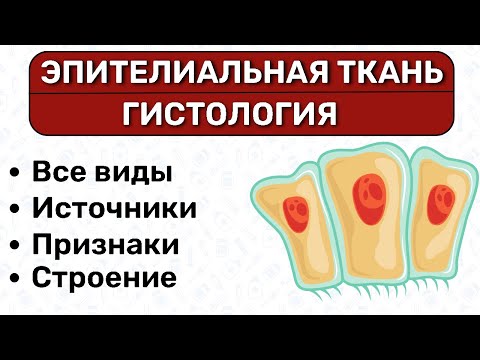 Видео: Эпителиальная ткань ГИСТОЛОГИЯ: однослойный, многослойный эпителий, переходный эпителий