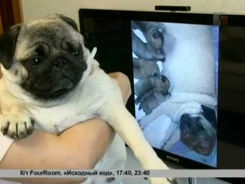 Видео: Зверская жизнь. Мопс