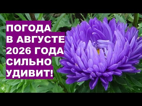 Видео: Погода в августе 2026 года сильно удивит всех!