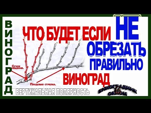 Видео: 🍇 Зачем обрезают виноград. Что такое вертикальная полярность. Школа виноградаря 2019. Часть №6.