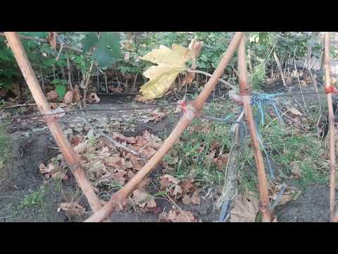Видео: Очень действенный и простой способ уничтожить оидиум на зимующей лозе винограда